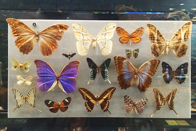 museo de ciencias naturales mariposas