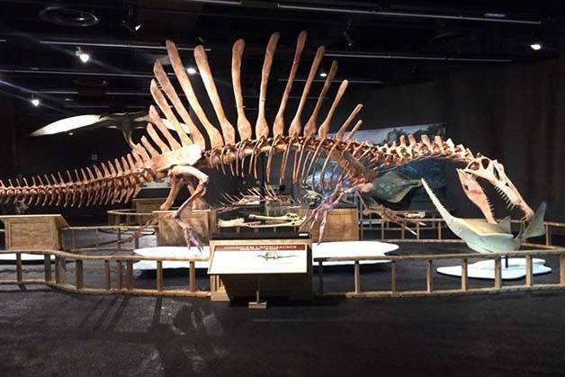 Spinosaurus museo de ciencias naturales