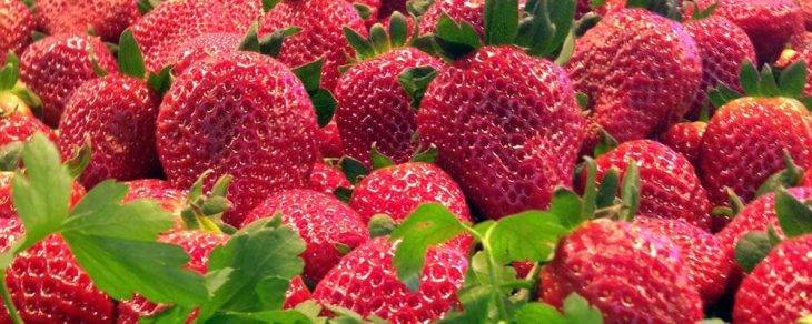 fresas abril